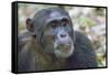 Africa, Uganda, Kibale Forest National Park. Chimpanzee in forest. Head-shot.-Emily Wilson-Framed Stretched Canvas