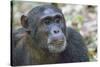 Africa, Uganda, Kibale Forest National Park. Chimpanzee in forest. Head-shot.-Emily Wilson-Stretched Canvas