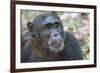 Africa, Uganda, Kibale Forest National Park. Chimpanzee in forest. Head-shot.-Emily Wilson-Framed Photographic Print