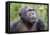 Africa, Uganda, Kibale Forest National Park. Chimpanzee in forest. Head-shot.-Emily Wilson-Framed Stretched Canvas