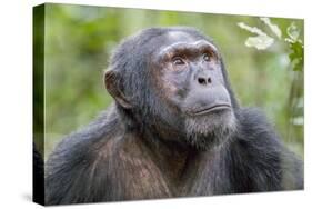 Africa, Uganda, Kibale Forest National Park. Chimpanzee in forest. Head-shot.-Emily Wilson-Stretched Canvas