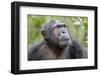 Africa, Uganda, Kibale Forest National Park. Chimpanzee in forest. Head-shot.-Emily Wilson-Framed Photographic Print