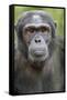 Africa, Uganda, Kibale Forest National Park. Chimpanzee in forest.-Emily Wilson-Framed Stretched Canvas