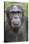 Africa, Uganda, Kibale Forest National Park. Chimpanzee in forest.-Emily Wilson-Stretched Canvas