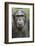 Africa, Uganda, Kibale Forest National Park. Chimpanzee in forest.-Emily Wilson-Framed Photographic Print