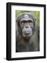 Africa, Uganda, Kibale Forest National Park. Chimpanzee in forest.-Emily Wilson-Framed Photographic Print