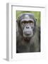 Africa, Uganda, Kibale Forest National Park. Chimpanzee in forest.-Emily Wilson-Framed Photographic Print