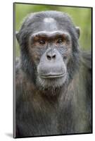 Africa, Uganda, Kibale Forest National Park. Chimpanzee in forest.-Emily Wilson-Mounted Photographic Print