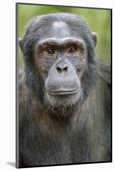 Africa, Uganda, Kibale Forest National Park. Chimpanzee in forest.-Emily Wilson-Mounted Photographic Print