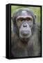 Africa, Uganda, Kibale Forest National Park. Chimpanzee in forest.-Emily Wilson-Framed Stretched Canvas