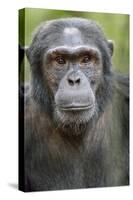 Africa, Uganda, Kibale Forest National Park. Chimpanzee in forest.-Emily Wilson-Stretched Canvas