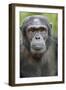 Africa, Uganda, Kibale Forest National Park. Chimpanzee in forest.-Emily Wilson-Framed Photographic Print