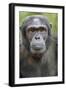 Africa, Uganda, Kibale Forest National Park. Chimpanzee in forest.-Emily Wilson-Framed Photographic Print