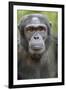 Africa, Uganda, Kibale Forest National Park. Chimpanzee in forest.-Emily Wilson-Framed Photographic Print