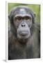 Africa, Uganda, Kibale Forest National Park. Chimpanzee in forest.-Emily Wilson-Framed Photographic Print