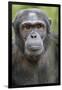 Africa, Uganda, Kibale Forest National Park. Chimpanzee in forest.-Emily Wilson-Framed Photographic Print