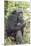 Africa, Uganda, Kibale Forest National Park. Chimpanzee in forest.-Emily Wilson-Mounted Premium Photographic Print