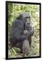 Africa, Uganda, Kibale Forest National Park. Chimpanzee in forest.-Emily Wilson-Framed Premium Photographic Print