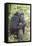 Africa, Uganda, Kibale Forest National Park. Chimpanzee in forest.-Emily Wilson-Framed Stretched Canvas