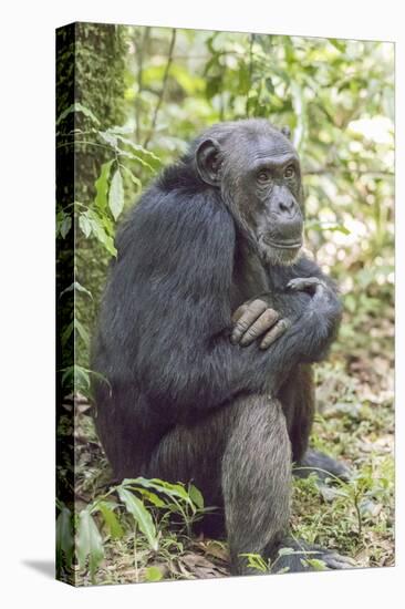 Africa, Uganda, Kibale Forest National Park. Chimpanzee in forest.-Emily Wilson-Stretched Canvas