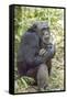 Africa, Uganda, Kibale Forest National Park. Chimpanzee in forest.-Emily Wilson-Framed Stretched Canvas