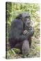 Africa, Uganda, Kibale Forest National Park. Chimpanzee in forest.-Emily Wilson-Stretched Canvas