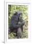 Africa, Uganda, Kibale Forest National Park. Chimpanzee in forest.-Emily Wilson-Framed Premium Photographic Print