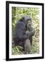 Africa, Uganda, Kibale Forest National Park. Chimpanzee in forest.-Emily Wilson-Framed Premium Photographic Print