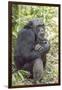 Africa, Uganda, Kibale Forest National Park. Chimpanzee in forest.-Emily Wilson-Framed Photographic Print