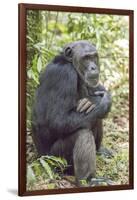 Africa, Uganda, Kibale Forest National Park. Chimpanzee in forest.-Emily Wilson-Framed Photographic Print