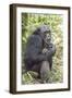Africa, Uganda, Kibale Forest National Park. Chimpanzee in forest.-Emily Wilson-Framed Photographic Print
