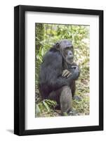 Africa, Uganda, Kibale Forest National Park. Chimpanzee in forest.-Emily Wilson-Framed Photographic Print