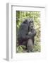 Africa, Uganda, Kibale Forest National Park. Chimpanzee in forest.-Emily Wilson-Framed Photographic Print