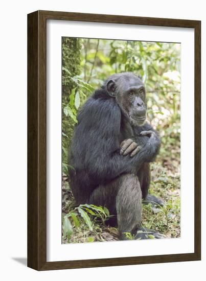 Africa, Uganda, Kibale Forest National Park. Chimpanzee in forest.-Emily Wilson-Framed Premium Photographic Print