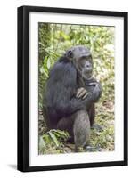 Africa, Uganda, Kibale Forest National Park. Chimpanzee in forest.-Emily Wilson-Framed Premium Photographic Print