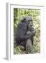 Africa, Uganda, Kibale Forest National Park. Chimpanzee in forest.-Emily Wilson-Framed Premium Photographic Print