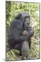 Africa, Uganda, Kibale Forest National Park. Chimpanzee in forest.-Emily Wilson-Mounted Premium Photographic Print