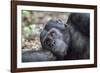 Africa, Uganda, Kibale Forest National Park. Chimpanzee in forest.-Emily Wilson-Framed Photographic Print