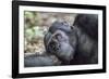 Africa, Uganda, Kibale Forest National Park. Chimpanzee in forest.-Emily Wilson-Framed Photographic Print