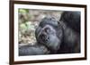 Africa, Uganda, Kibale Forest National Park. Chimpanzee in forest.-Emily Wilson-Framed Photographic Print