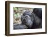 Africa, Uganda, Kibale Forest National Park. Chimpanzee in forest.-Emily Wilson-Framed Photographic Print