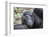 Africa, Uganda, Kibale Forest National Park. Chimpanzee in forest.-Emily Wilson-Framed Photographic Print