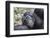 Africa, Uganda, Kibale Forest National Park. Chimpanzee in forest.-Emily Wilson-Framed Premium Photographic Print