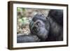 Africa, Uganda, Kibale Forest National Park. Chimpanzee in forest.-Emily Wilson-Framed Photographic Print