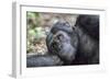 Africa, Uganda, Kibale Forest National Park. Chimpanzee in forest.-Emily Wilson-Framed Photographic Print