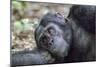 Africa, Uganda, Kibale Forest National Park. Chimpanzee in forest.-Emily Wilson-Mounted Photographic Print