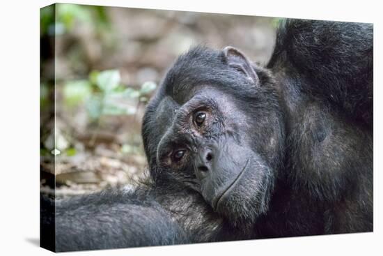 Africa, Uganda, Kibale Forest National Park. Chimpanzee in forest.-Emily Wilson-Stretched Canvas