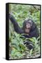 Africa, Uganda, Kibale Forest National Park. Chimpanzee vocalizing in forest.-Emily Wilson-Framed Stretched Canvas