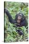 Africa, Uganda, Kibale Forest National Park. Chimpanzee vocalizing in forest.-Emily Wilson-Stretched Canvas