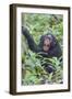 Africa, Uganda, Kibale Forest National Park. Chimpanzee vocalizing in forest.-Emily Wilson-Framed Photographic Print